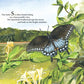M is for Magnolia: A Mississippi Alphabet Book - Magnolia BabyBook